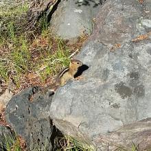 Wildlife along the Mount Bailey trail