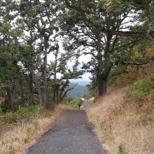 Trail through oak savanna