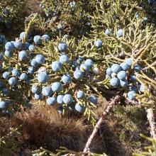 Juniper Berries!