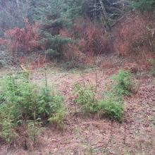 Blue Ridge camp site - trail is near center of photo
