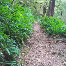 Humbug Mountain trail 