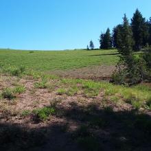 Meadow in Crater Peak crater