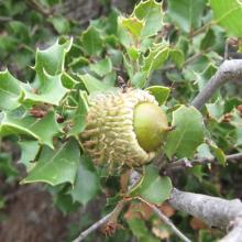 Namesake scrub oak trees - very sharp leaves!