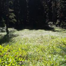 PCT Meadow