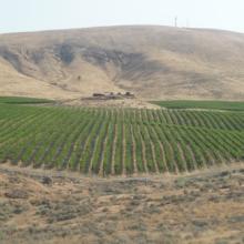 Elephant Mountain from the south