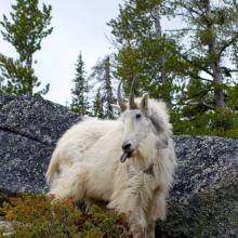 An original "Mountain Goat"