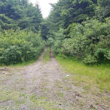 Road to Top Loaded Mountain 