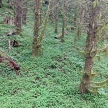 Trees on a steep hill