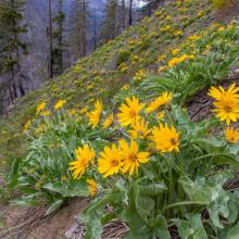 West slope with Arrowleaf Balsamroot flowers - Photo KG7EJT