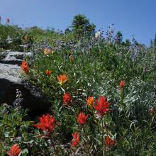 Beautiful flowers on headwall just below Point 6,714.