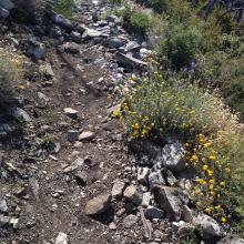 San Gabriel hike; many flowers in bloom this May 2014