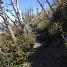 Results of past fires on San Gabriel