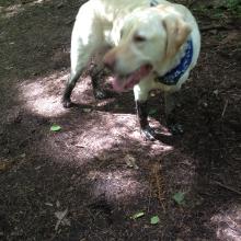 Dexter the Dog loves Mud!