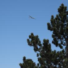 One of the many Sail Planes swooping over the PCT in the San Gabriel Mountains
