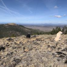 K7MAS working 40M ssb, with Dexter the SOTA Dog Guarding