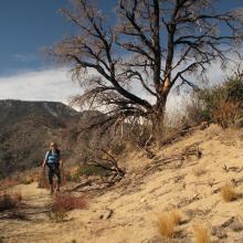 Evidence of forest / brush fires in the past.