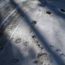 Cougar tracks compared to: boot tracks, 92 lb. labrador retriever and car tracks