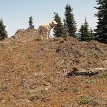 Dexter the SOTA Dog on summit of Jester
