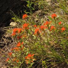 Flowers on trail approach