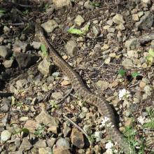 A friendly local resident along the trail...