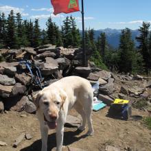 Dexter the SOTA dog looking for food handouts.