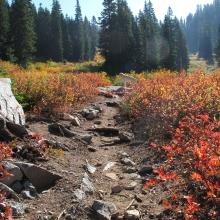 Dexter surveying the fall splendor on PCT