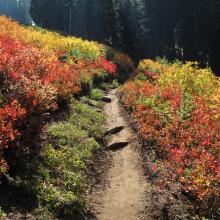 The berries are long gone...but the reward is in the colors!
