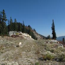 PCT junction with SW Ridge of Big Chief Mountain