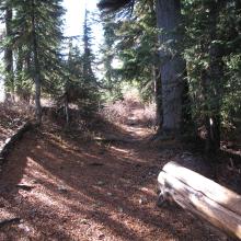 Junction of Knox Creek Trail (AKA Thorp Mountain Trail) with Kachess Ridge Trail, looking south.