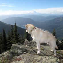 Dexter the SOTA Dog checking out the next objective - Hard Knox Mountain.