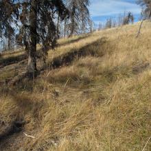 Bedding Down spot used by elk, Mount Lillian South.