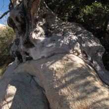 Burnt tree encompassing Granite, Cuyamaca Ranco SP, California.