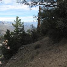 Typical trail to Occidental Peak, looking ENE at some of the higher snow covered peaks of San Gabriel Mountains