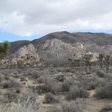 Ryan Mountain from a couple miles away