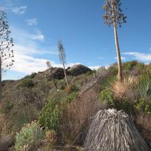 Looking towards false summit, Point 4202.  Typical San Gabriel vegetation for lower down, frontal peaks.