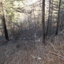 Descending to TH through dense brush