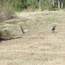 Some of the wildlife we observed
