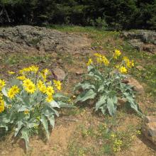 Teanaway Ridge scenes