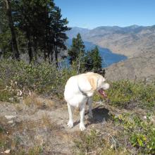Dexter, the SOTA Dog on summit.  Looking North to Lake Chelan and beyond