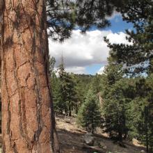 Ponderosa Pine on Waterman Mountain