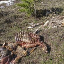 "Bone Yard" at TH Loaction, Lookout Mountain SOTA - Photot KG7EJT