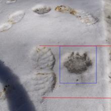 Paw print of large Cougar.  Boot print is size 9 hiking boot