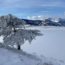 An icy tree above the clouds with mountains in the background