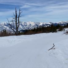 Snow and trees in the foreground with mountains in the background
