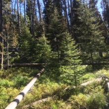 Off-trail hike over fallen lodgepole pine