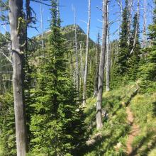 On the trail to Illinois Peak