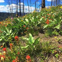 Wildflowers in early summer on summit.