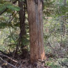 western larch cambium feeding by bears