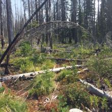 Savage Ridge upper obscured trail