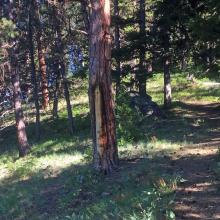 Typical Indian Peeled Tree.  Axe marks are modern